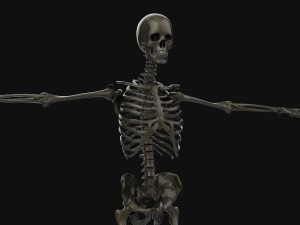human anatomy complete 3D 모델