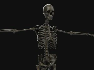 human anatomy complete 3D Model