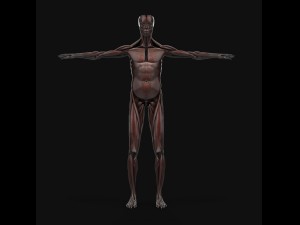 human anatomy complete 3D 모델