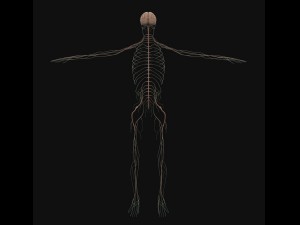 human anatomy complete 3D 모델