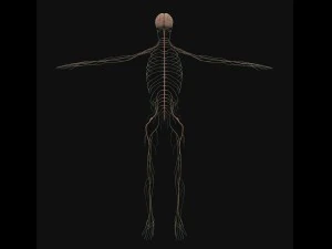 human anatomy complete 3D Model