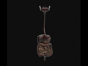 human anatomy complete 3D 모델