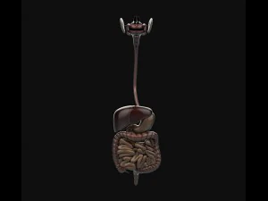 human anatomy complete 3D Model