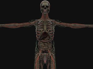 human anatomy complete 3D 모델