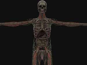 human anatomy complete 3D Model