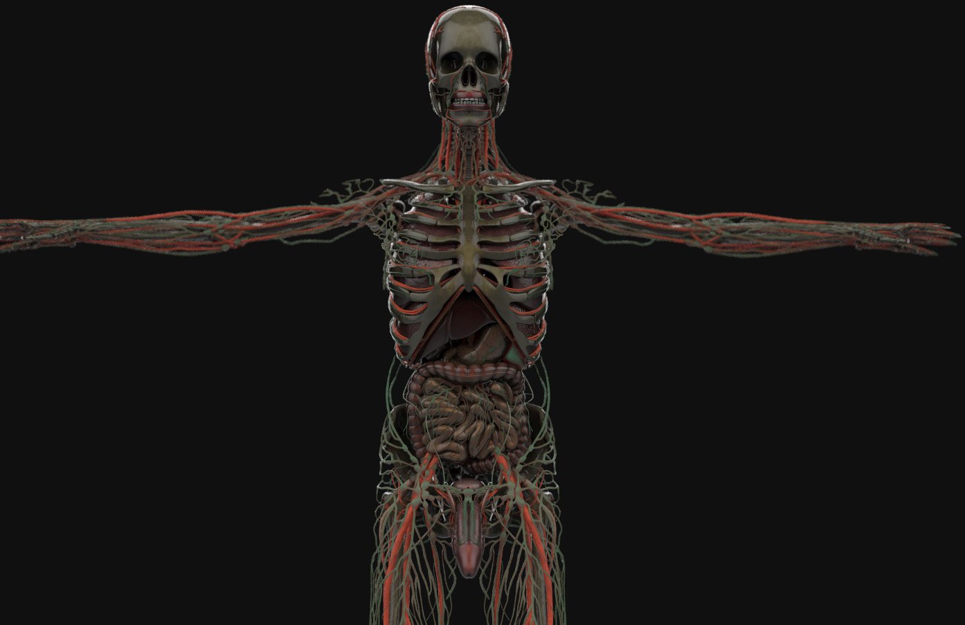 Free Human Anatomy 3d Models