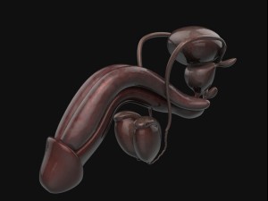 human anatomy complete 3D 모델
