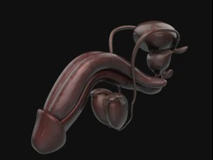 human anatomy complete 3D Model