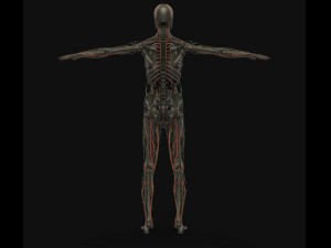 human anatomy complete 3D 모델