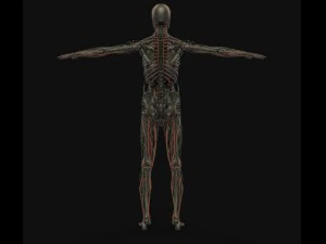 human anatomy complete 3D Model