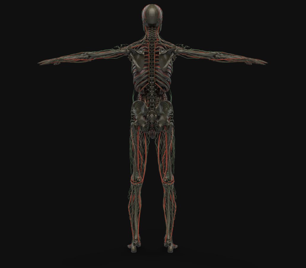 3d модель человека анатомия. Anatomy 3d online free. Anatomy 3d model free download.