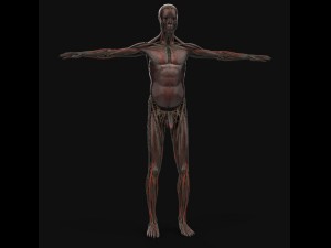 human anatomy complete 3D 모델