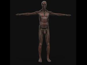human anatomy complete 3D Model
