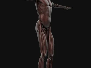 human anatomy complete 3D Model