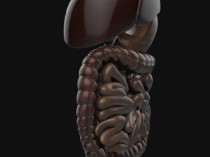 human anatomy complete 3D 모델