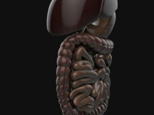 human anatomy complete 3D Model
