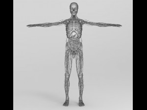 human anatomy complete 3D 모델