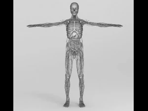 human anatomy complete 3D Model