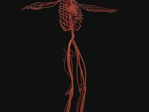 human anatomy complete 3D Model