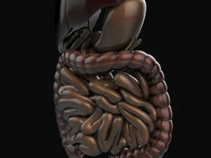 human anatomy complete 3D Model