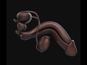 human anatomy complete 3D 모델