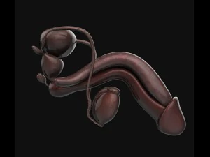 human anatomy complete 3D Model