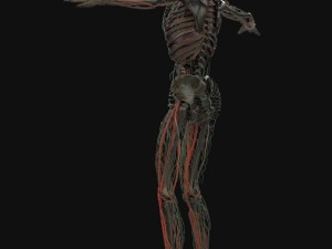 human anatomy complete 3D 모델