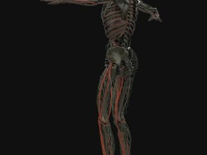 human anatomy complete 3D Model