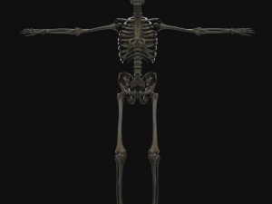 human anatomy complete 3D 모델