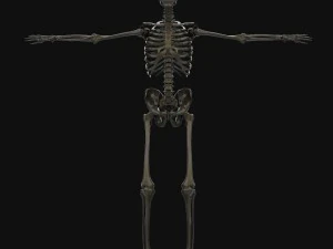 human anatomy complete 3D Model