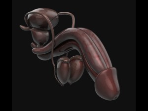 anatomy male reproductive system 3D 모델