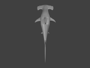 hammerhead shark 3D Model