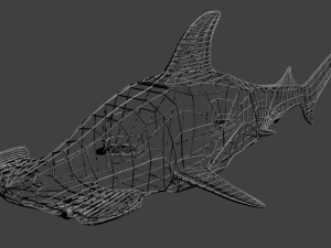 hammerhead shark 3D Model