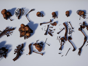 lowpoly pbr human skeleton remains pack Model 3D