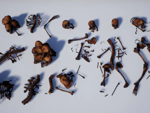 lowpoly pbr human skeleton remains pack 3D Model