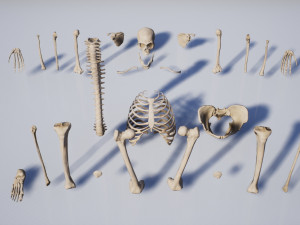lowpoly pbr human skeleton remains pack Model 3D