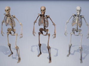 lowpoly pbr human skeleton remains pack Model 3D