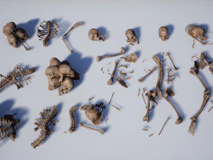 lowpoly pbr human skeleton remains pack 3D Model
