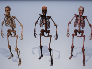 lowpoly pbr human skeleton remains pack Model 3D