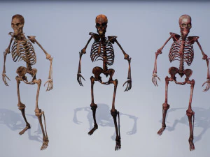 lowpoly pbr human skeleton remains pack 3D Model