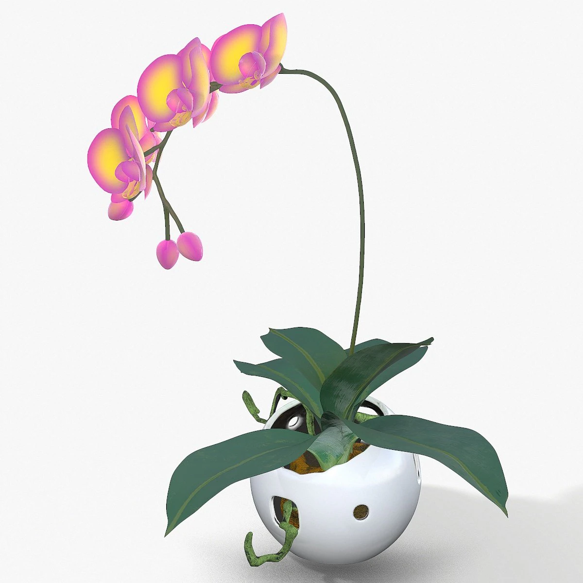 falenopsis 3D Model .c4d .max .obj .3ds .fbx .stl .blend 