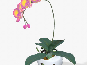 falenopsis 3D 모델
