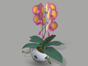 falenopsis 3Dモデル
