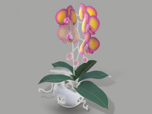 falenopsis 3Dモデル