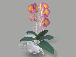 falenopsis 3D Model