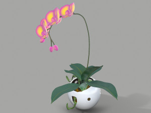 falenopsis 3Dモデル