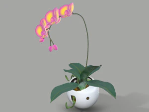 falenopsis 3D Model