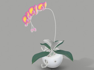 falenopsis 3Dモデル