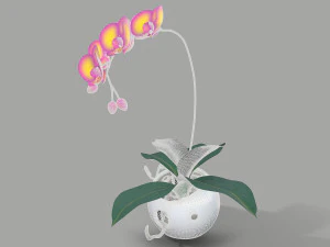 falenopsis 3D Model