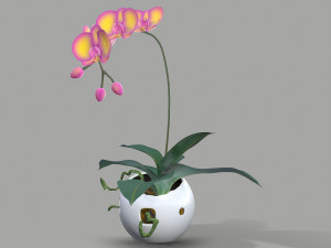 falenopsis 3Dモデル